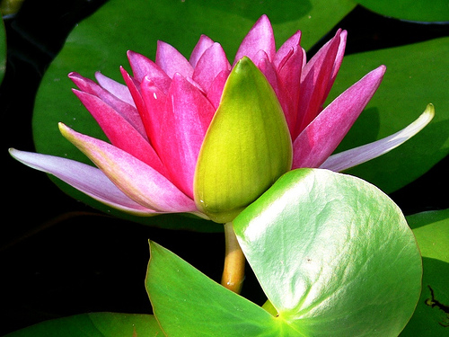 212446072 8c22ce135d The Most Commonly Used Flowers In Feng Shui, And What They Are Believed To Mean