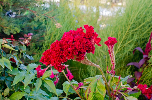 red flowers