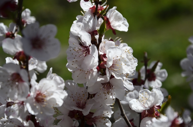 tree in bloom How To Decorate With White