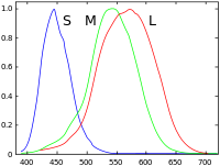 200px Cones SMJ2 E.svg An explanation of trichromacy
